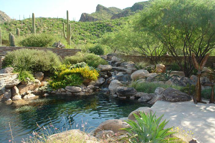 Custom landscape featuring plants native to Arizona