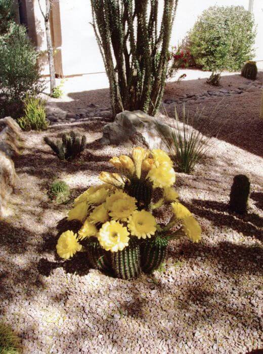 A yellow flowering cactus in a garden in Tucson